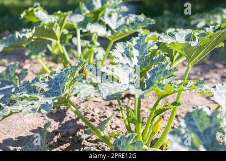 Zucchini plante avec beaucoup de fruits dans un potager. La courgette verte fraîche pousse dans le jardin entre les feuilles. Légumes biologiques à la ferme. Le concept de croissance et de soin de l'agriculture. Banque D'Images