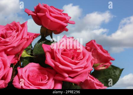 Bouquet de roses fraîches à l'extérieur avec ciel bleu en arrière-plan Banque D'Images