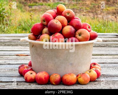 Récolte de fruits de pommes rouges dans un bol en plastique sur une table en bois. Banque D'Images