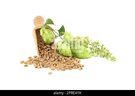 Sautez des cônes et des fleurs près de graines de blé qui se répandent dans une pelle en bois, la bière brassicole et les ingrédients de la pharmacie Banque D'Images