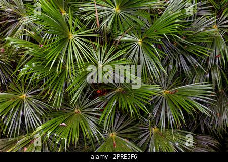 Plantes fantastiques dans la forêt tropicale, Sabah, Bornéo, Malaisie. Banque D'Images