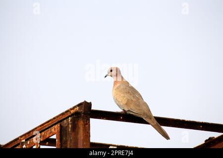 Petite colombe brune (Spilopelia senegalensis) au repos après un repas copieux : (pix Sanjiv Shukla) Banque D'Images