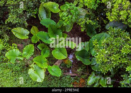 Plantes fantastiques dans la forêt tropicale, Sabah, Bornéo, Malaisie. Banque D'Images