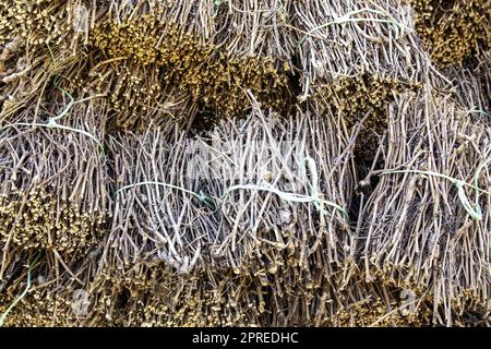 Détail de branches de vigne sèches, bois de chauffage pour griller Banque D'Images