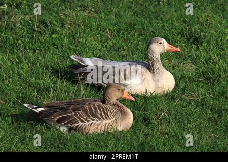 Oie hybride entre l'oie des graylags et l'oie des cygnes en arrière-plan, devant une oie des graylags. Ce couple a été photographié dans le Soest Börde, Rhin Nord Banque D'Images