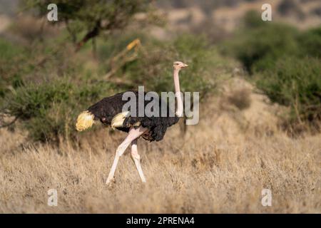 L'autruche ordinaire traverse la savane en regardant la caméra Banque D'Images