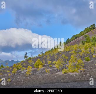 Le Cumbre Nueva à la Palma. Magnifique paysage de lave sur le Cumbre Nueva à la Palma. Banque D'Images