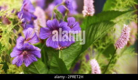 Beau bouquet de fleurs. Bouquet de fleurs différentes dans notre bibliothèque. Banque D'Images