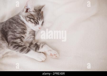 Petit chaton gris couché et rêvant à l'intérieur Banque D'Images