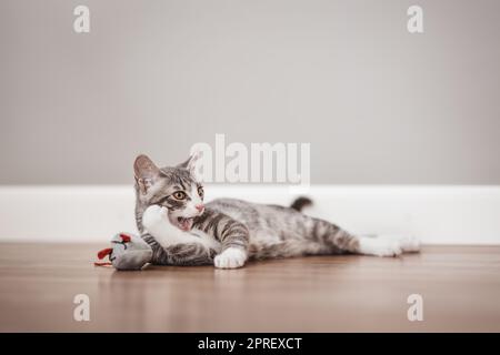 Petit chaton gris couché sur le sol à l'intérieur Banque D'Images