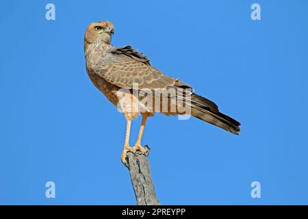 Perfaucon de chants pâles immature (Melierax canorus) perché sur une branche, Afrique du Sud Banque D'Images