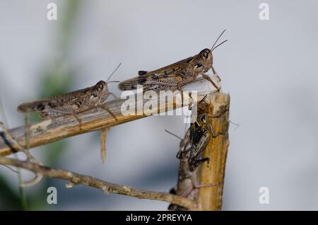 Criquets marocains Dociostaurus maroccanus. Adultes en haut et nympe en bas. Réserve d'Inagua. Tejeda. Grande Canarie. Îles Canaries. Espagne. Banque D'Images