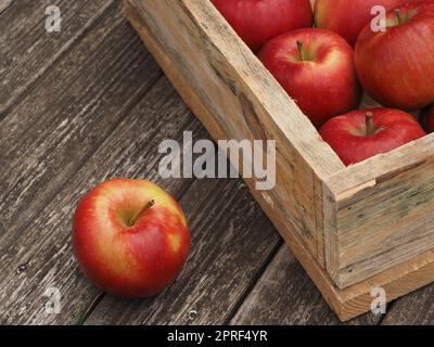 Pommes biologiques rouges fraîches dans une boîte en bois après la récolte Banque D'Images