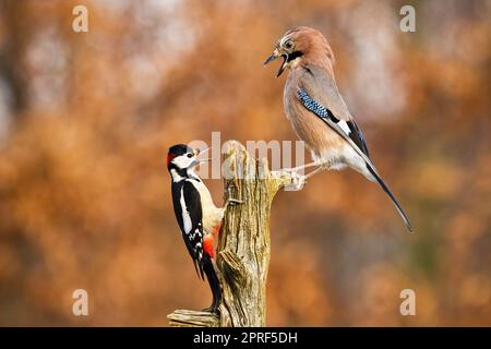 grand pic à pois et geai eurasien luttant sur la souche en automne Banque D'Images