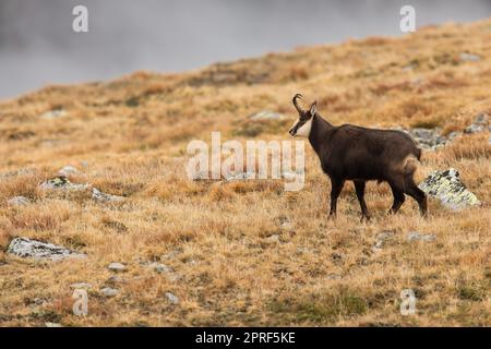 Tatra chamois debout sur les montagnes en automne nature Banque D'Images