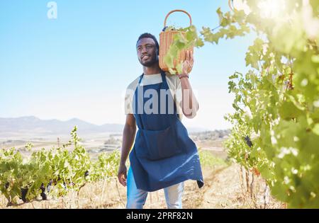 Agriculteur travaillant dans les champs, vignoble d'été et jardin de fruits à la campagne pour la production de vin. Homme, travailleur et employé dans la nature, l'environnement et l'agriculture durable avec panier de raisin Banque D'Images