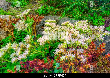 Fleur rose blanche de Sedum sunium - Stonecrop, une couverture succulente sur le jardin d'été roPrès parmi les pierres. Fleurs roses blanches d'orn vivace Banque D'Images