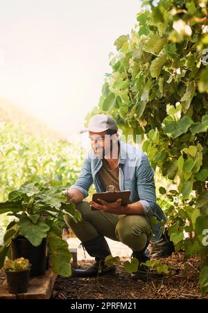 Faire un peu de contrôle de la qualité. Un jeune agriculteur heureux examinant les cultures de sa ferme. Banque D'Images