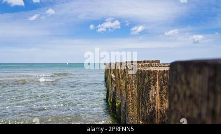 grynes joyant dans la mer. prise à zingst sur le darss. Banque D'Images