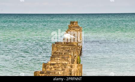 Mouette sur une groyne qui se jette dans la mer. Sur la mer Baltique à Zingst. Banque D'Images