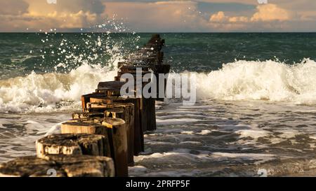 grynes joyant dans la mer. prise à zingst sur le darss. Banque D'Images