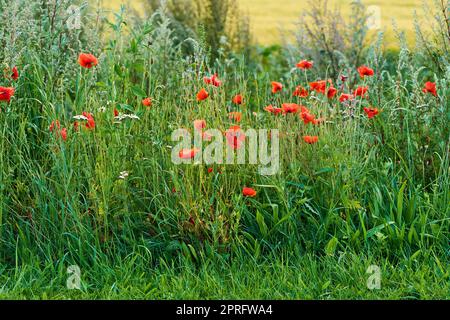 Les coquelicots fleurissent. Les coquelicots sauvages fleurissent dans la campagne - Danemark. Banque D'Images