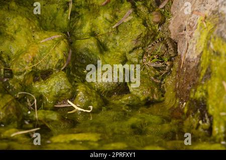 La grenouille de Perez Pélophylax perezi. Banque D'Images