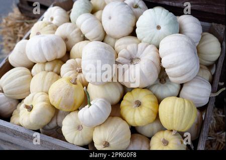 une boîte en bois pleine de petits citrouilles pastel Banque D'Images