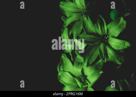 Fleur de jacinthe sous lumière verte. Plante maison dans l'obscurité Banque D'Images