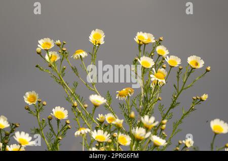 Garland chrysanthème en fleur. Banque D'Images