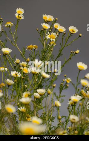 Garland chrysanthème en fleur. Banque D'Images