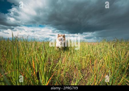 Angry agressif Mad Dog courant en plein air dans Green Meadow on Appareil photo Banque D'Images