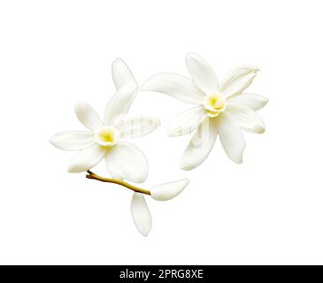 Fleurs de vanille sur fond blanc. La vanille est une épice dérivée d'orchidées du genre Vanilla, principalement obtenue à partir de gousses de l'espèce mexicaine Banque D'Images