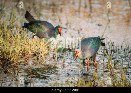 Goa, Inde. Deux oiseaux de marais à tête grise le matin à la recherche de nourriture dans le marais. Porphyrio Poliocephalus. Banque D'Images
