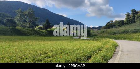 La belle montagne de fleurs de jour de l'est de Taïwan Banque D'Images