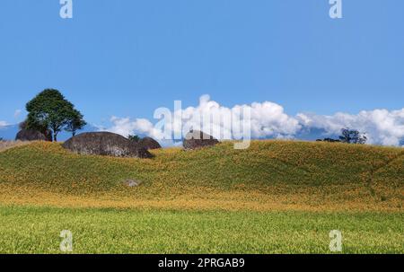 La belle montagne de fleurs de jour de l'est de Taïwan Banque D'Images