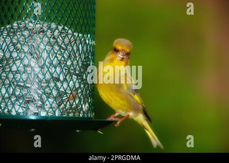 Carduelis chloris - Greenfinch. Magnifique oiseau de jardin en Europe, y compris Danemark Banque D'Images