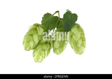 Branche de houblon vert frais isolée sur un blanc Banque D'Images