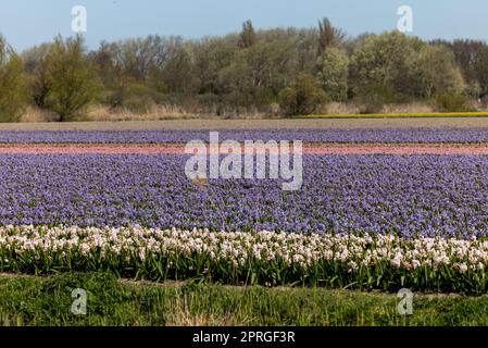 Champs de tulipes et de jacinthes fleuris près de Lisse aux pays-Bas Banque D'Images