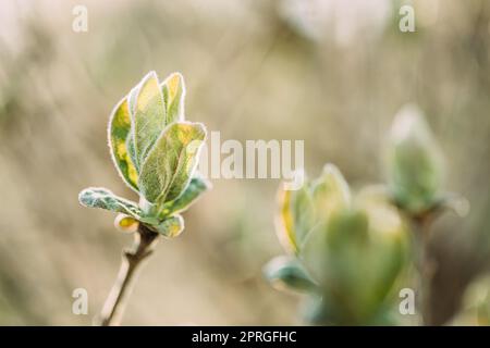 Lonicera Xylosteum. Jeunes feuilles de printemps vertes de la feuille de miel poussant dans l'usine de Bush. European Fly Honeysuckle, Dwarf Honeysuckle ou Fly Woodbine est UN Banque D'Images