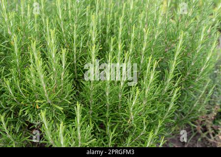 Bush de romarin dans le jardin Banque D'Images