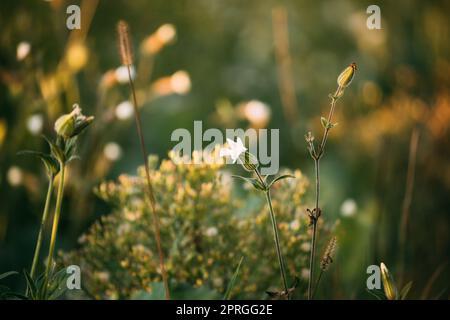 Silene latifolia subsp. Alba. Anciennement Melandrium Album. White Campion est Une plante à fleurs dioïque de la famille des Caryophyllacées, originaire de la plupart des pays d'Europe, d'Asie occidentale et d'Afrique du Nord Banque D'Images