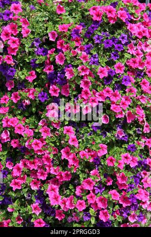 fleurs de cloches roses violettes fleuries dans la nature. Grand Bush d'ipomoea en pleine floraison Banque D'Images