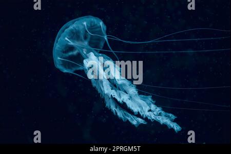 Méduses blanches danser dans l'eau bleu foncé de l'océan. . Photo de haute qualité Banque D'Images