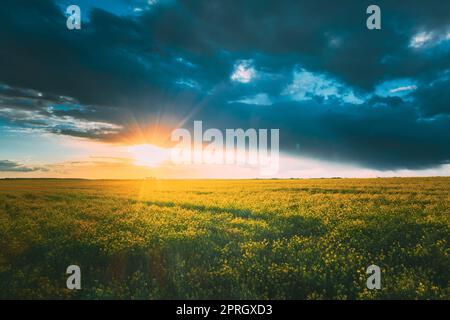 Soleil au coucher du soleil au-dessus du paysage rural avec fleurs de Canola Colza en fleurs. Sun Shining dans un ciel spectaculaire au lever du soleil au-dessus du champ de colza agricole de printemps Banque D'Images