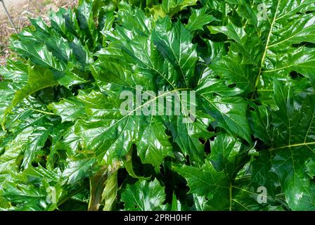 Les feuilles d'Acanthus mollis Banque D'Images