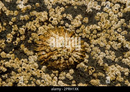 Animaux de compagnie et barnacles d'Acornes. Banque D'Images