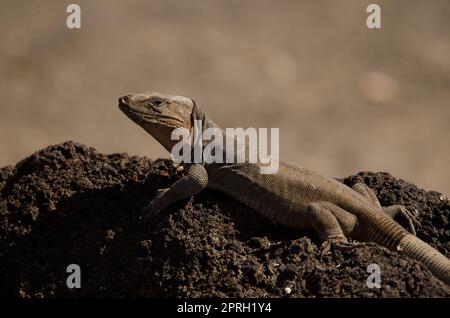 Homme de la grande Lizard Gallotia stehlini de Gran Canaria. Banque D'Images