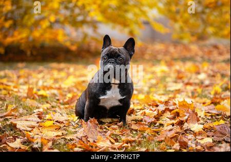 Mignon petit chien heureux lovebruns bulldog français est assis sur le feuillage jaune d'automne dans le parc en regardant quelqu'un Banque D'Images