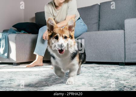 Curieusement aux cheveux heureux, gaie femme pieds nus avec chien corgi assis, de détente et de jouer sur le sol dans le salon confortable, près du canapé. Actif et hea Banque D'Images